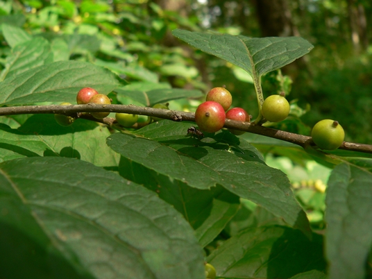 {Ilex montana}